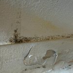 IMG_0355